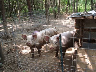 Two white hogs standing inside hog panels pen.
