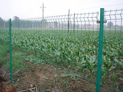 This is corn field with single welded wire fence.