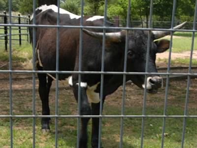 A cattle staying inside of cattle panel pen.