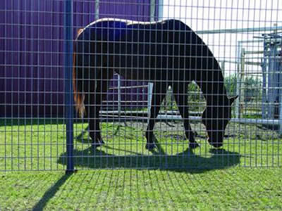 This is a horse in pasture with welded wire pasture fence.