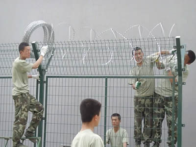Many soldiers are setting the welded wire military fence with concertina coil on top.