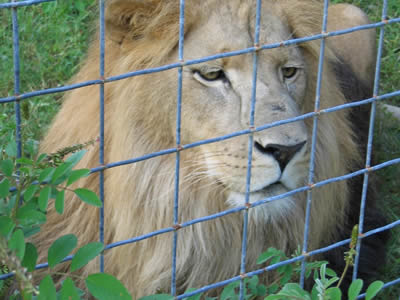 A lion is lying in grassland of wildlife sanctuary with welded wire fence.
