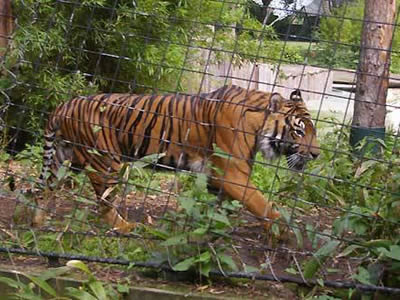 A tiger is crawling in wildlife sanctuary with welded wire fence.